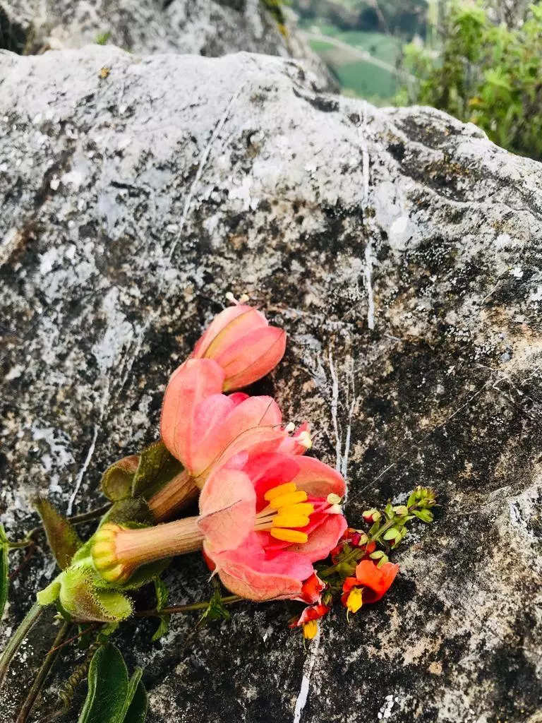 Fleurs rose